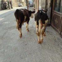 گوساله نر سیمینتال