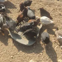 فروش مرغ و خروس