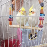 دو عدد عروس هلندی چیکو میشا