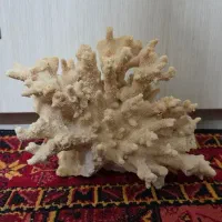 مرجان طبیعی آکواریومی - دکوری