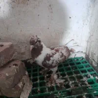 چیتی وقرمز|پرنده|اردبیل, |دیوار