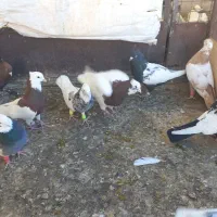 کبوتر پرنده