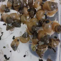 فروش حلزون مناسب حلزون تراپی و کلاژن سازی