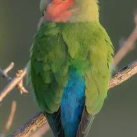 برزیلی نر سبز دارم با ماده معاوضه میکنم