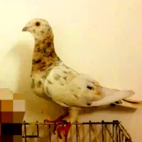 کفتر سار ماده