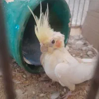 عروس هلندی زینتی