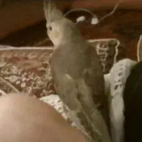 گمشده عروس هلندی|حیوانات|الوند, |دیوار