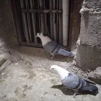 نر و ماده بدرنگ دم سفید کلایی|پرنده|ماهان, |دیوار