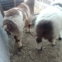 بره دوقلو نژاد بختیاری