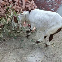 گوسفند آبستن ۴ماه|حیوانات مزرعه|کهنوج, |دیوار