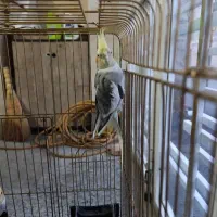 عروس هلندی|پرنده|مشگین شهر, |دیوار