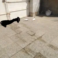 کفتر طوقی