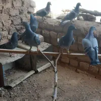 فروشی|پرنده|بیرجند, |دیوار
