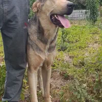 توله پژدراصیل اصیل وبااصا ونصب
