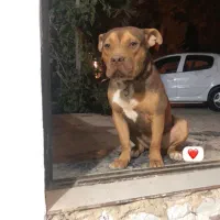 سگ ۸ ماه پیت بول رنگ خاص