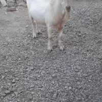 نری سانن|حیوانات مزرعه|زرند, |دیوار