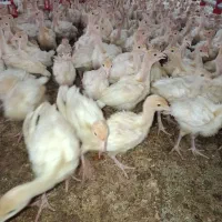 تعداد ۵۰ عدد جوجه حدود ۱۵۰۰کیلو