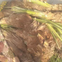 فسیل کلوته دونی ۳۷۰