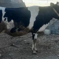 گاوه آبستن ۱۰روز مانده به زایمان