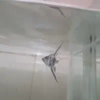 ماهی آنجل و...