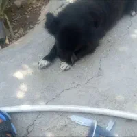 سگ پاکوتاه گم شده