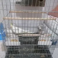 یک جف عروس هلندی مولد|پرنده|تهران, آهنگران (سراسیاب دولاب)|دیوار