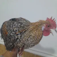 خروس محلی اصل|حیوانات مزرعه|امیدیه, |دیوار