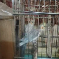 عروس هلندی معاوضه با کفتر