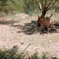 واگذاری یه سگ مالینیوز درجه یک|سگ|سمیرم, |دیوار