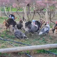 فروش ویژه بوقلمون ماده بزرگ تخم گذاردونه فقط ۱/۷۵۰