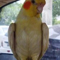 گمشده عروس هلندی