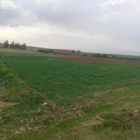 زمین باغی