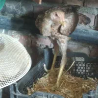 تیش وخروس چابهاری