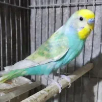 مرغ عشق رمبو