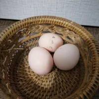تخم مرغ گلین و لاری نطفه دار. درجه یک