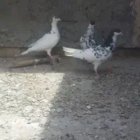 کبوتر