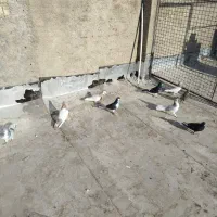 9 تا کفتر شهری بهبهانی نر