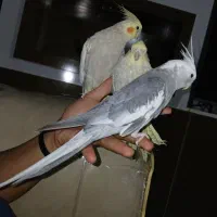 عروس هلندی جفت وایت فیس و گلباقالی