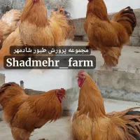 جوجه و تخم نطفه دار برهما رنگ لایت بلک لمون بلو|حیوانات مزرعه|شیروان (خراسان), |دیوار