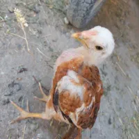 جوجه لاری