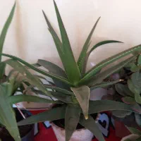 گل ها همگی سالم به علت کمبود جا