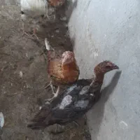 مرغ تخمگذار|حیوانات مزرعه|سهند, |دیوار