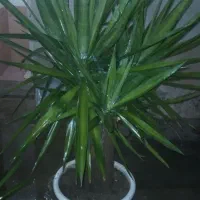 درختچه یوکا تنه دار