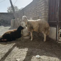 بره قوچی|حیوانات مزرعه|تایباد, |دیوار