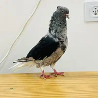 ماده کوهی دمسفید چاپی|پرنده|اهواز, سپیدار|دیوار