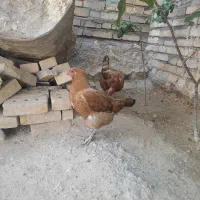 دو عدد مرغ رسمی تخم گذار