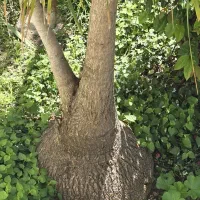 درخت های ۲۰ساله یوکا و لیندا