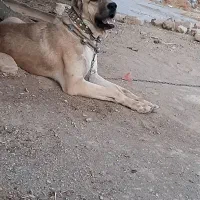 سگ نگهبان