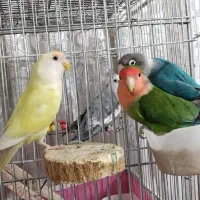 3 تا طوطی برزیلی دو نر و یک ماده|پرنده|سنندج, |دیوار