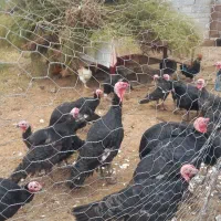 بوقلمون محلی نر و ماده دم تخم